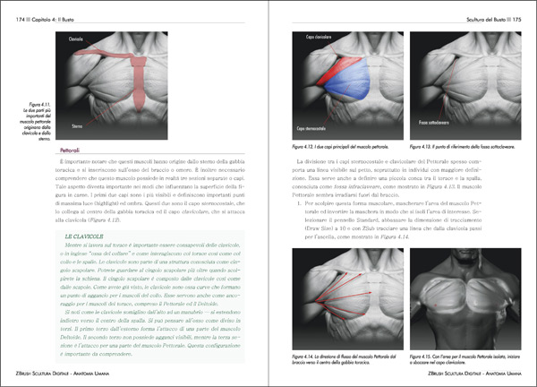 ZBrush Scultura Digitale - Anatomia Umana - pagine 174 - 175